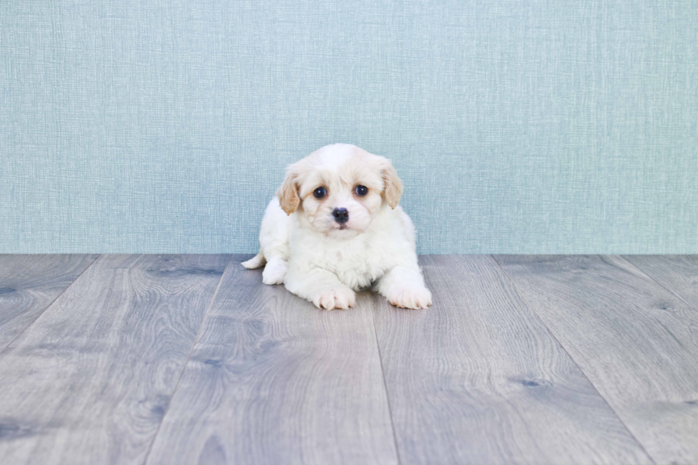 Friendly Cavachon Baby