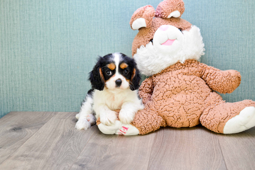 Best Cavalier King Charles Spaniel Baby