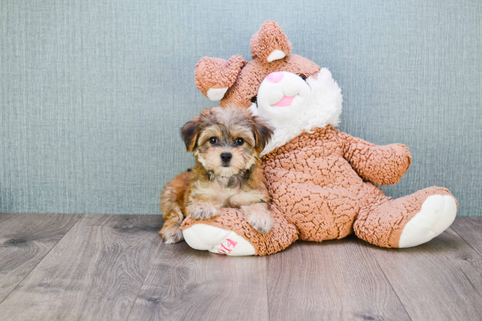 Little Yorkie Designer Puppy