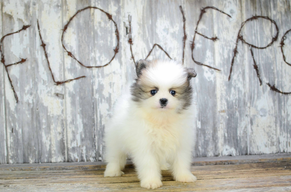 Happy Pomeranian Purebred Puppy