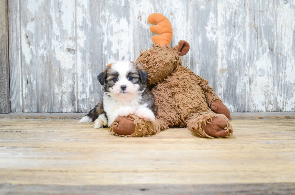 Happy Teddy Bear Baby