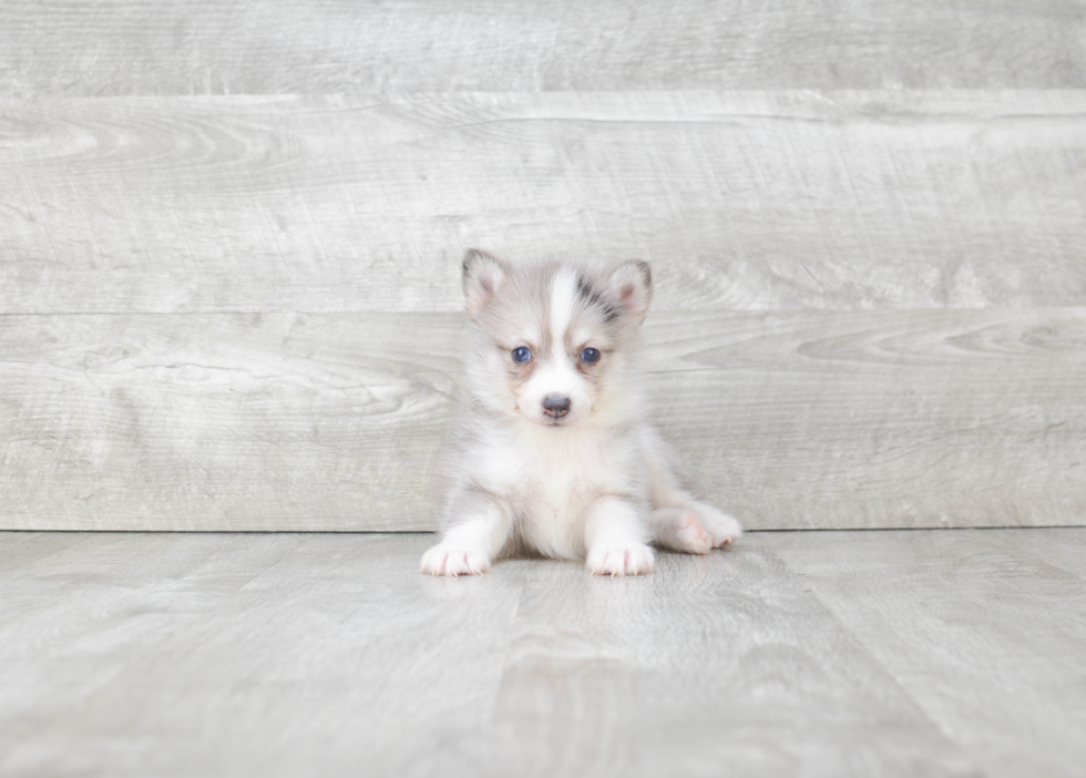 Pomsky Puppy for Adoption