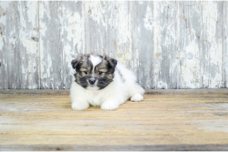 Hypoallergenic Maltipom Designer Puppy