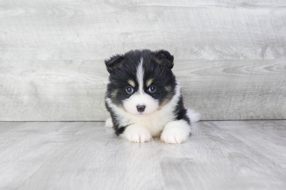 Pomsky Pup Being Cute