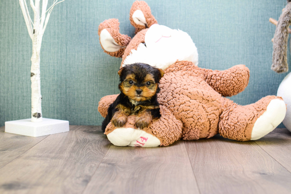 Meet Teacup-Goldie - our Yorkshire Terrier Puppy Photo 