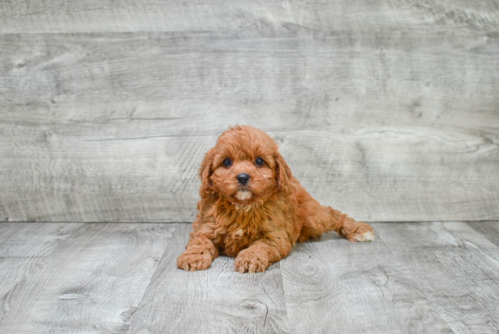 Sweet Cavapoo Baby