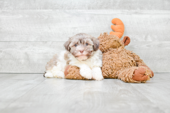 Havanese Pup Being Cute