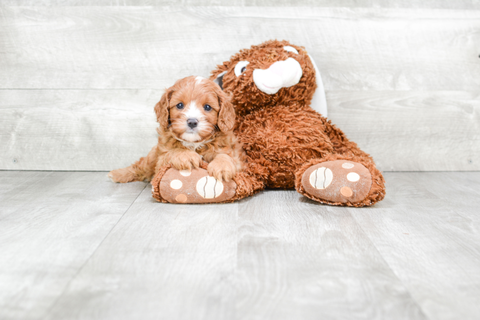 Best Cavapoo Baby