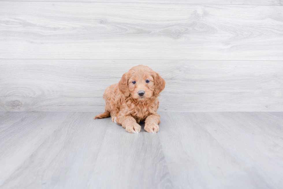 Mini Goldendoodle Pup Being Cute