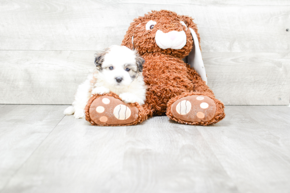 Playful Maltepoo Poodle Mix Puppy