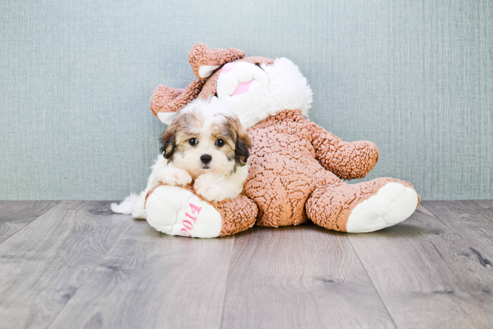 Energetic Shichon Designer Puppy