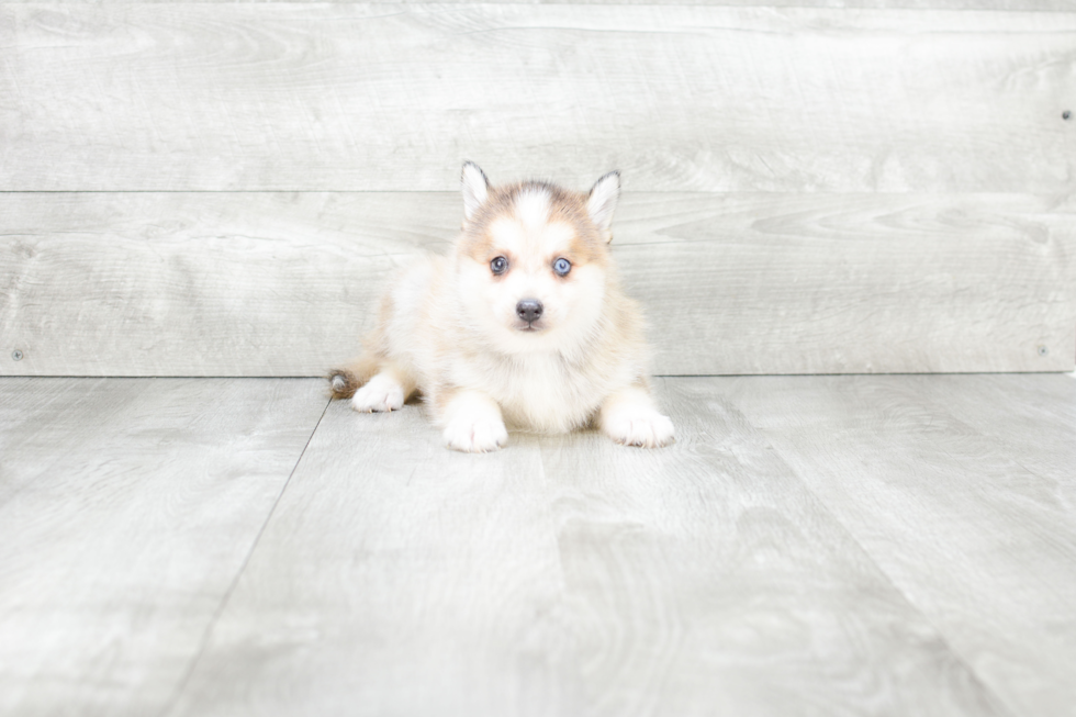 Friendly Pomsky Baby