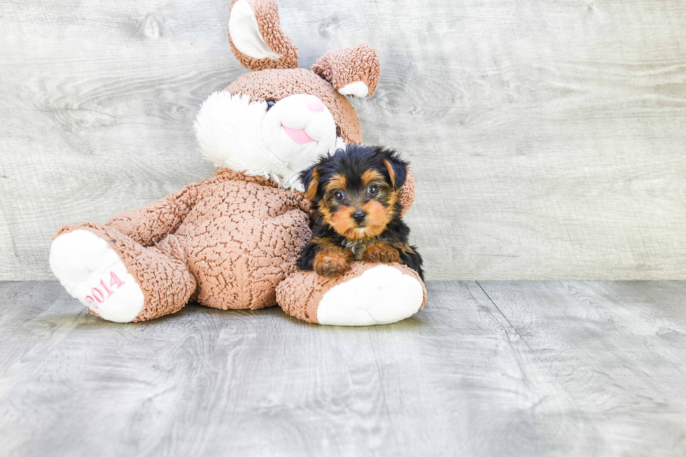 Meet Jeremy - our Yorkshire Terrier Puppy Photo 