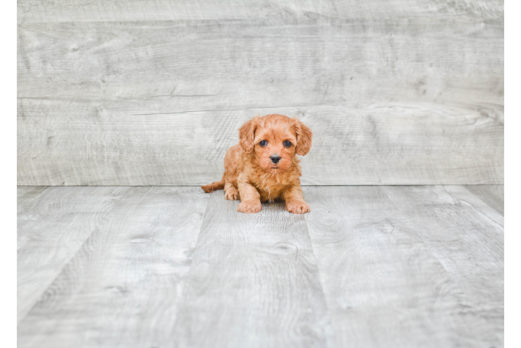 Fluffy Cavapoo Poodle Mix Pup
