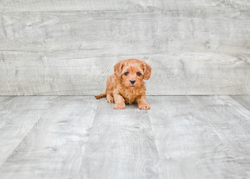 Fluffy Cavapoo Poodle Mix Pup