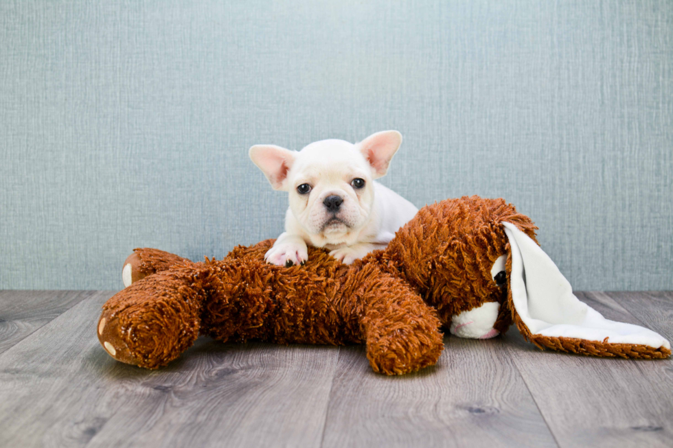 Popular French Bulldog Purebred Pup