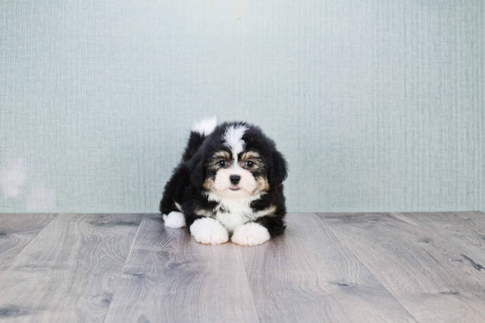 Teddy Bear Pup Being Cute