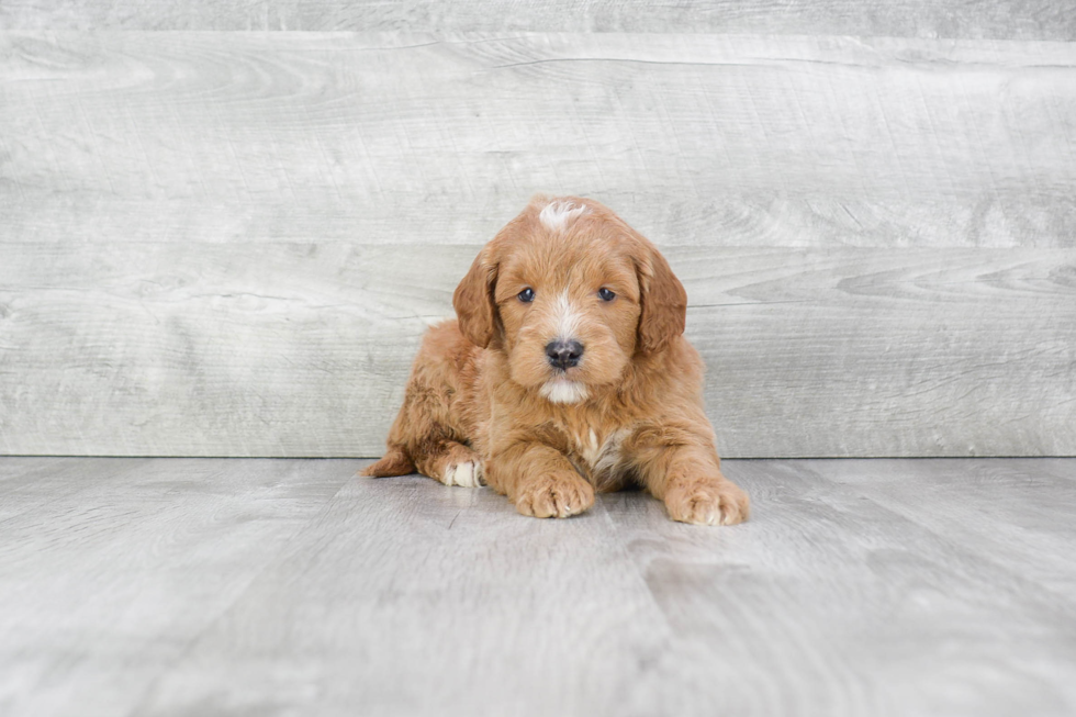 Little Golden Retriever Poodle Mix Puppy