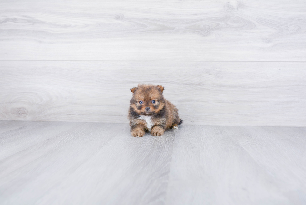 Petite Pomeranian Purebred Puppy