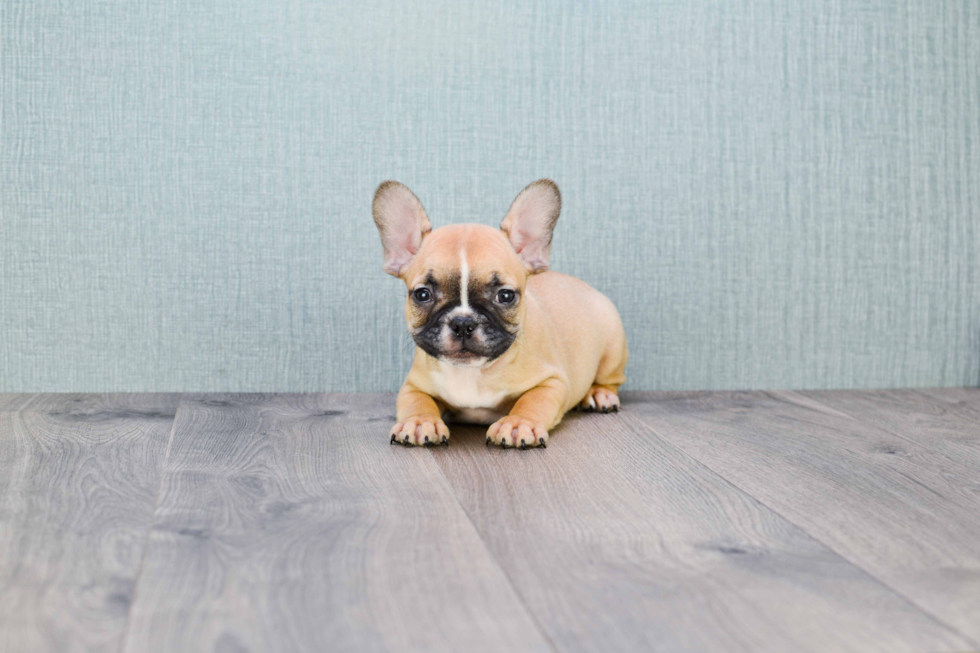 French Bulldog Puppy for Adoption