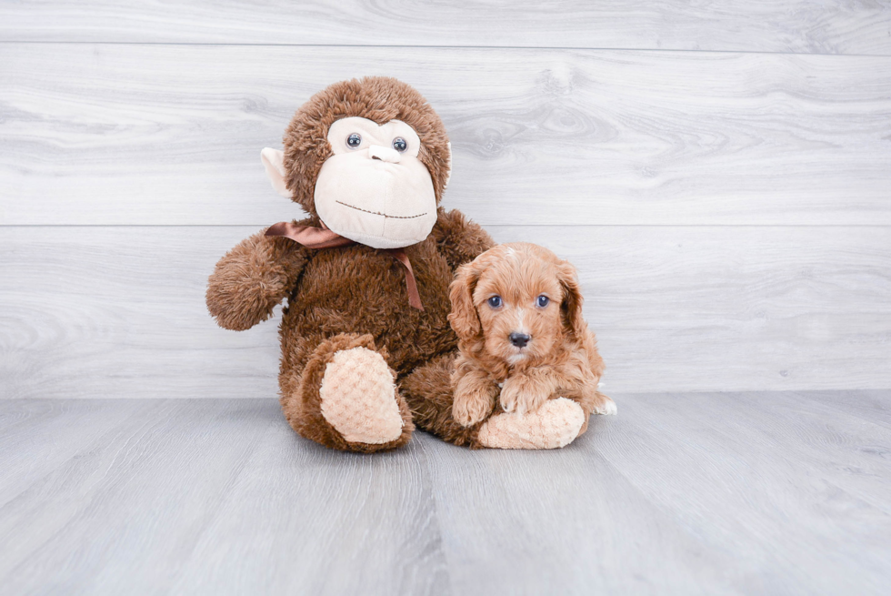 Best Cavapoo Baby