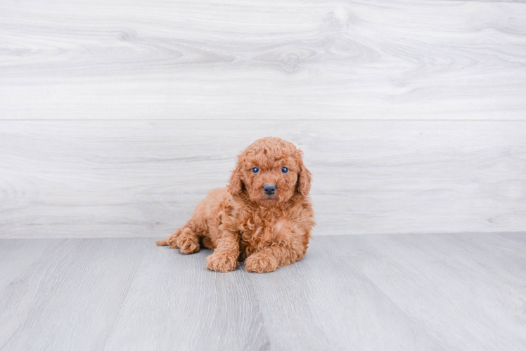 Energetic Golden Retriever Poodle Mix Puppy