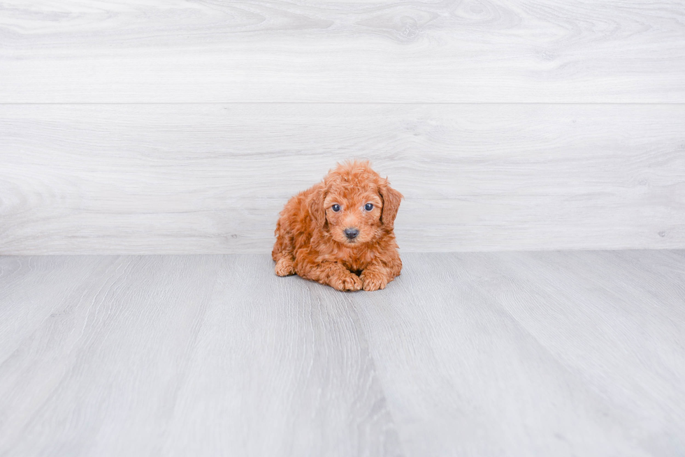 Friendly Poodle Purebred Pup