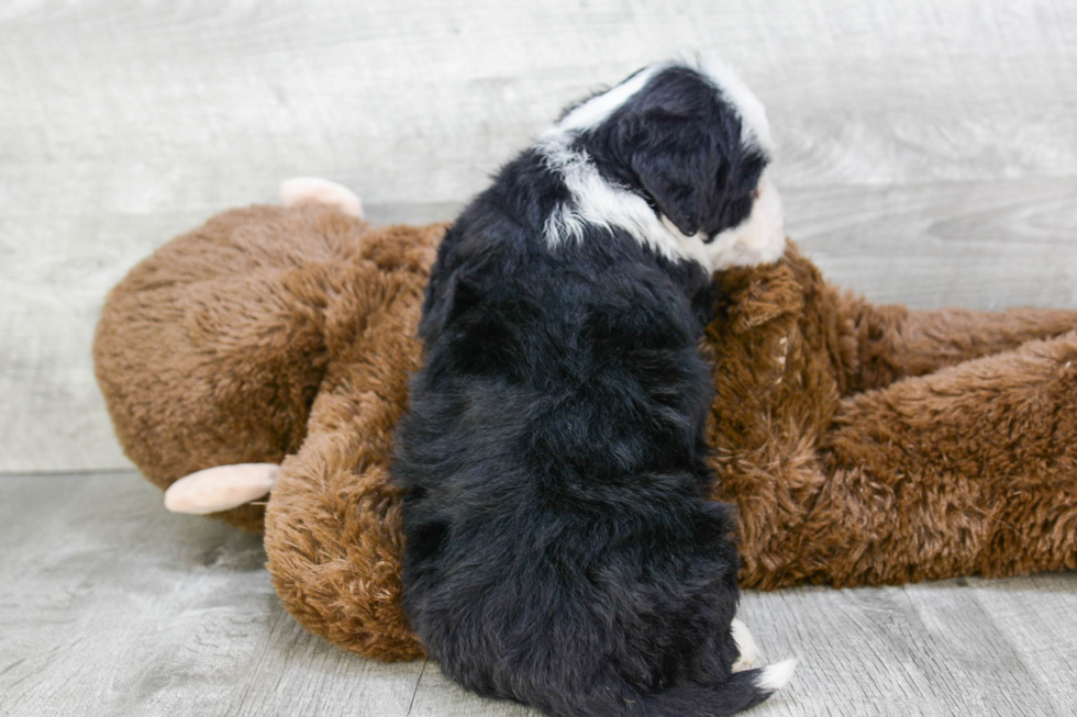 Mini Bernedoodle Pup Being Cute