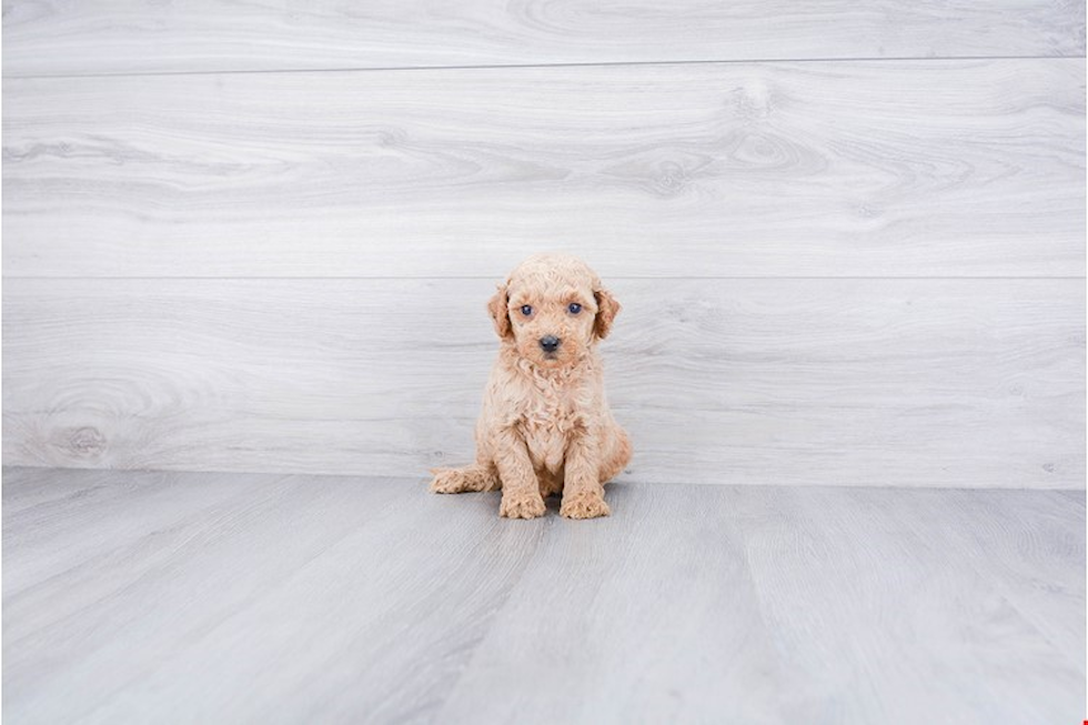 Cute Mini Goldendoodle Baby