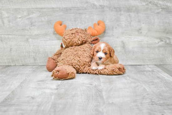 Cavapoo Puppy for Adoption