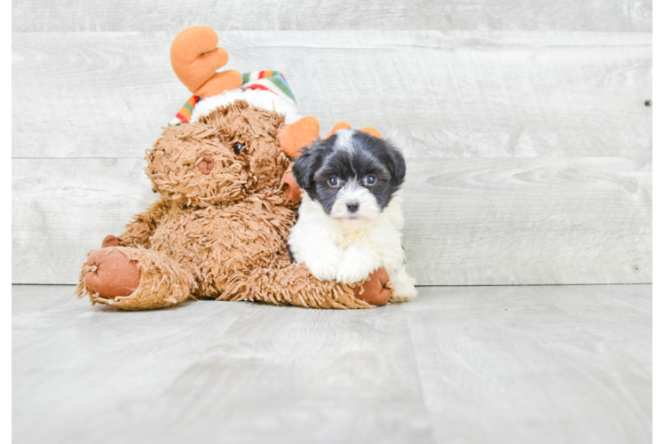 Playful Havanese Purebred Pup