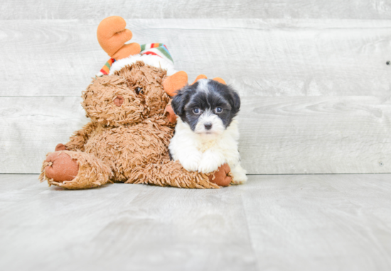 Playful Havanese Purebred Pup