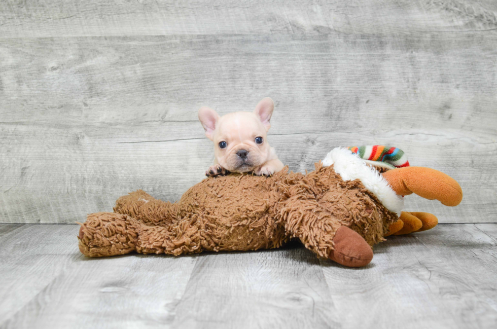 Adorable Frenchie Purebred Puppy