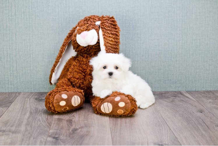 Maltese Pup Being Cute