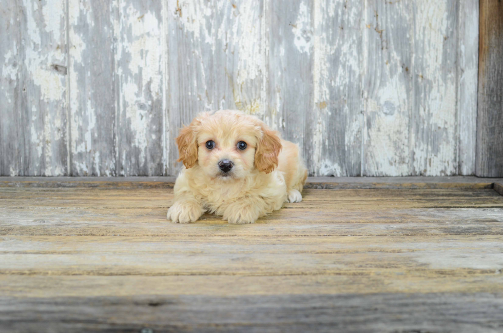 Cavachon Puppy for Adoption