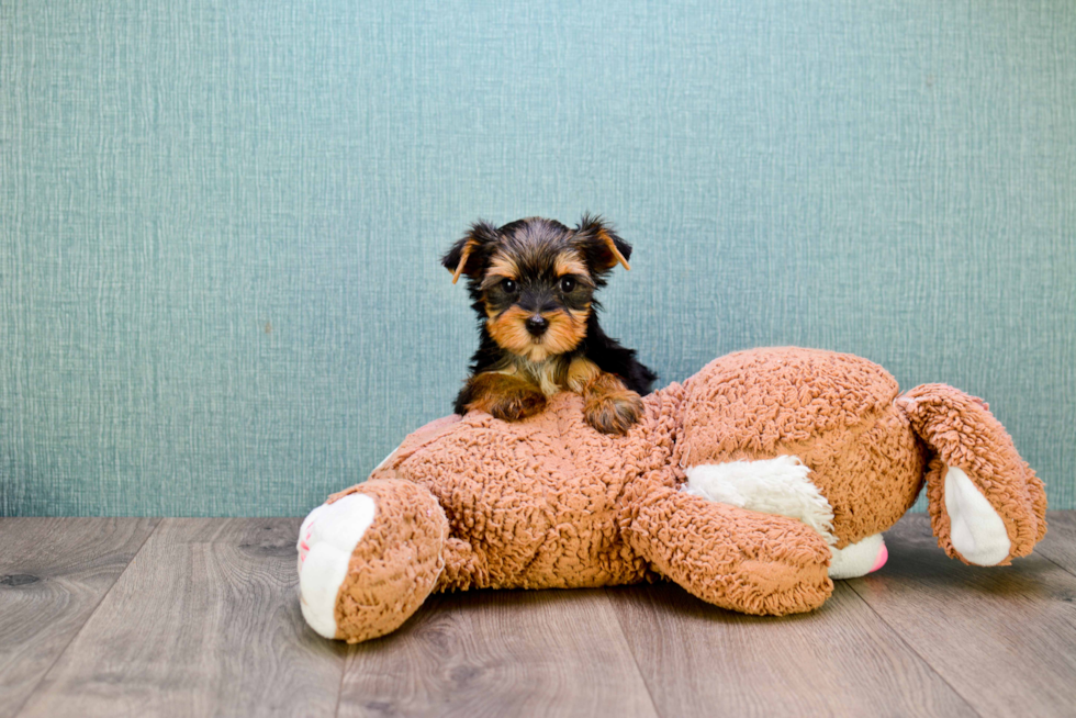 Meet Rebecca - our Yorkshire Terrier Puppy Photo 