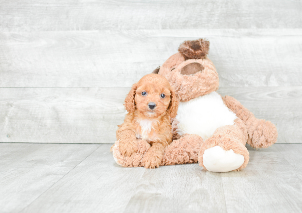 Cockapoo Puppy for Adoption