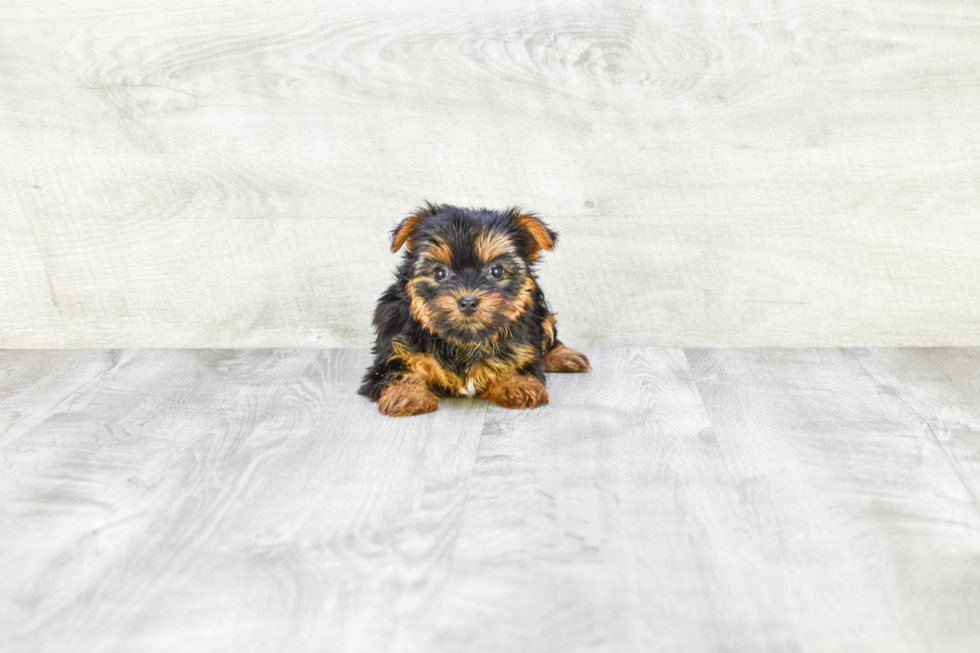 Meet Lily - our Yorkshire Terrier Puppy Photo 