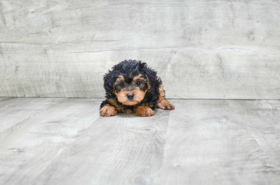 Cute Yorkie Poo Baby