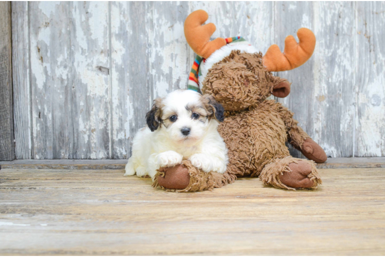 Little Shichon Designer Puppy