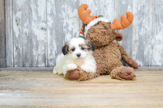 Little Shichon Designer Puppy