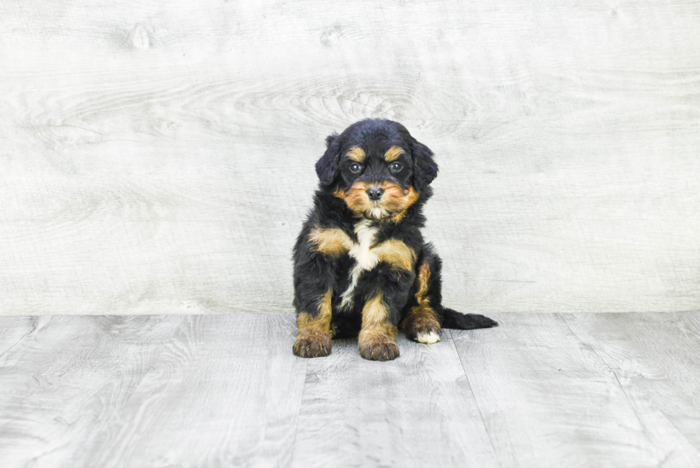 Smart Mini Bernedoodle Poodle Mix Pup