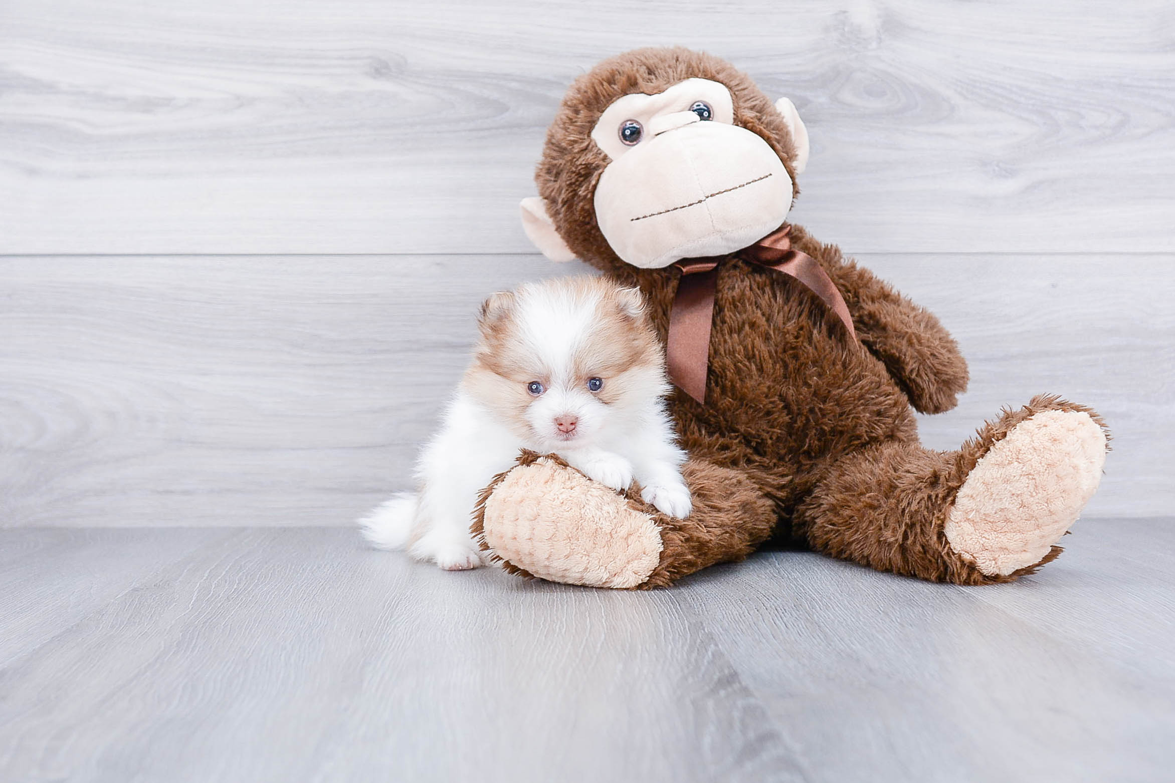 Best Pomeranian Baby