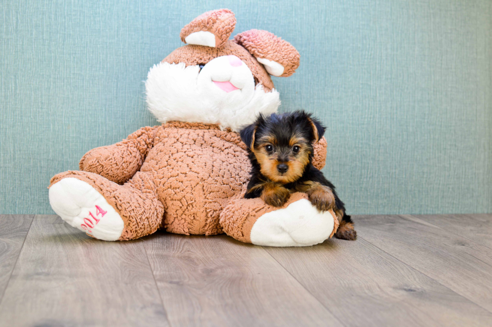 Meet Snickers - our Yorkshire Terrier Puppy Photo 