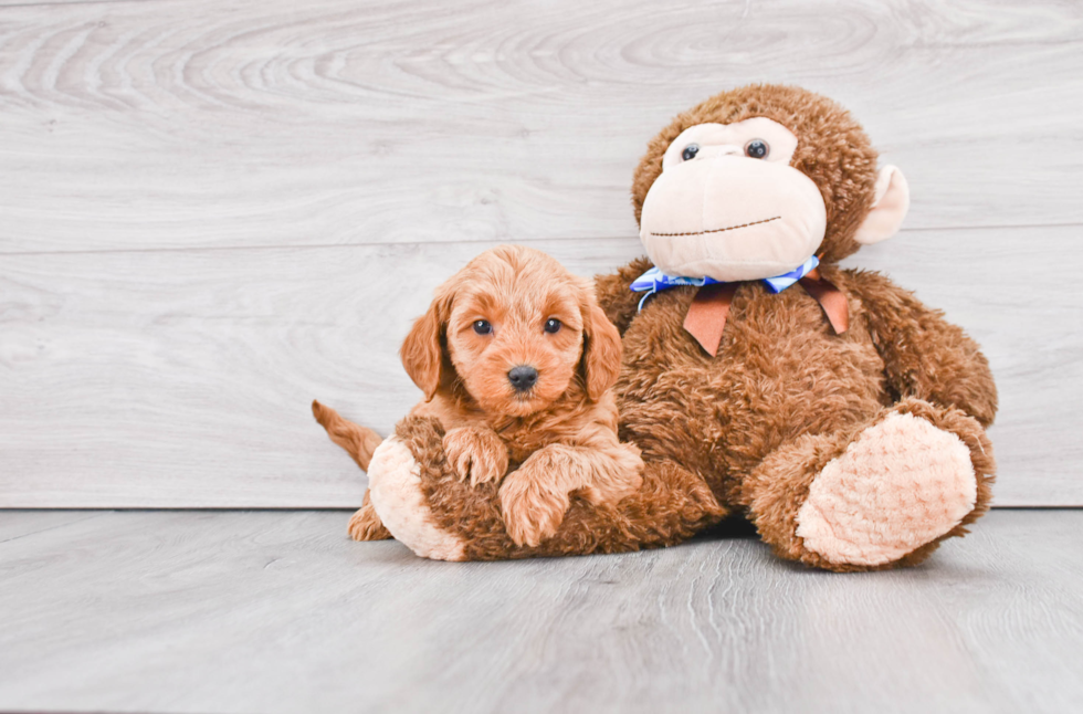 Mini Goldendoodle Puppy for Adoption