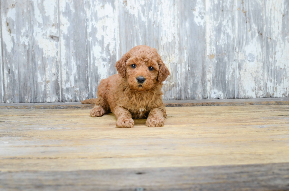 Smart Mini Goldendoodle Poodle Mix Pup