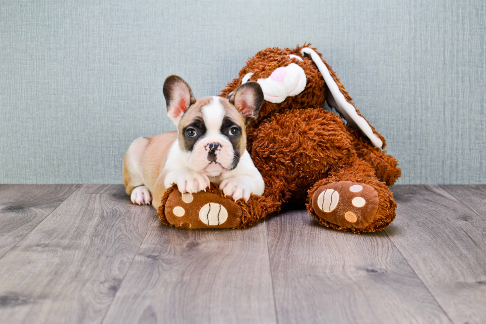 Best French Bulldog Baby