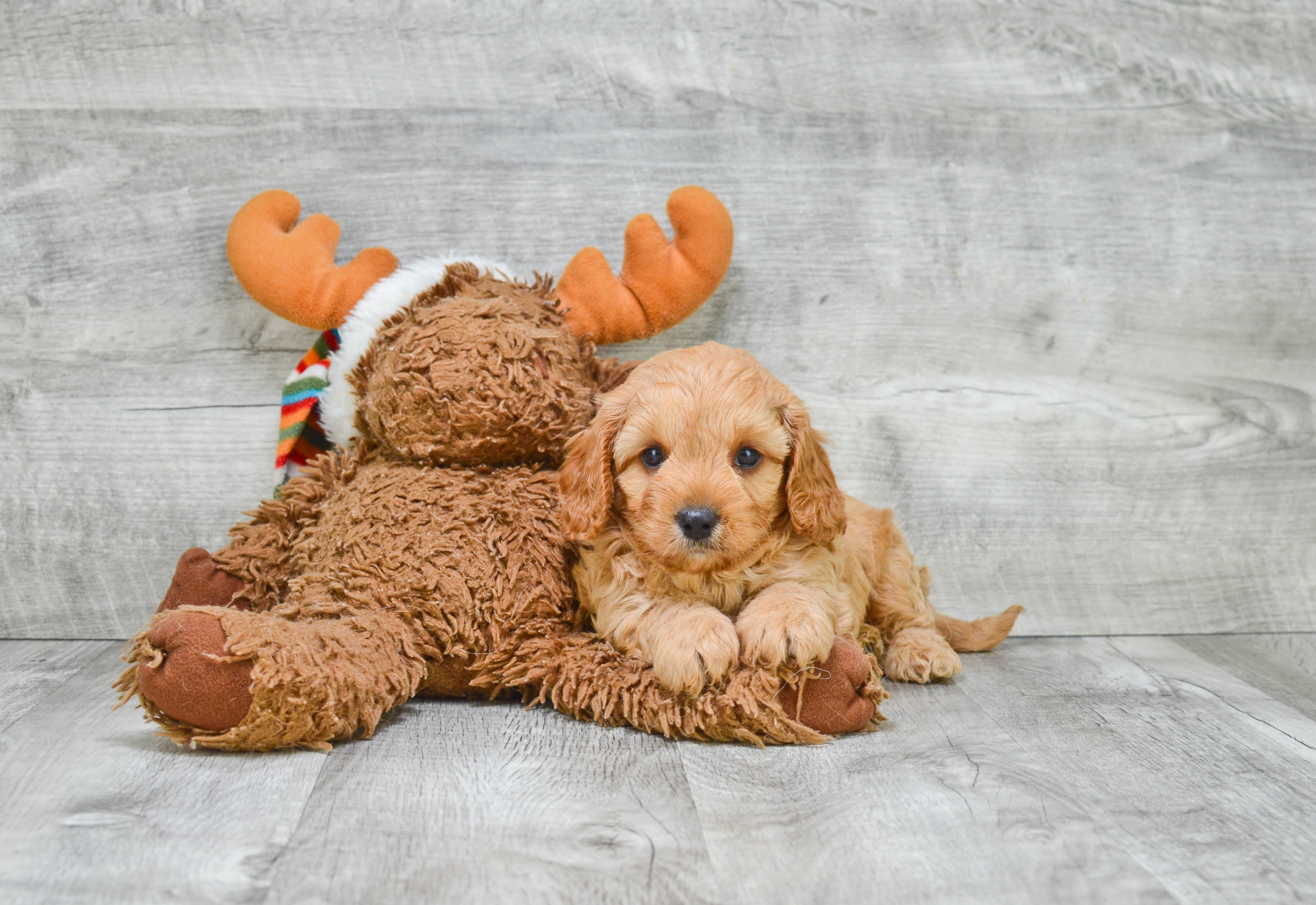 Cavapoo Puppy for Adoption