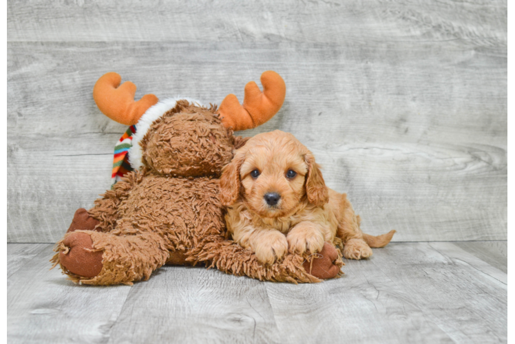 Cavapoo Puppy for Adoption