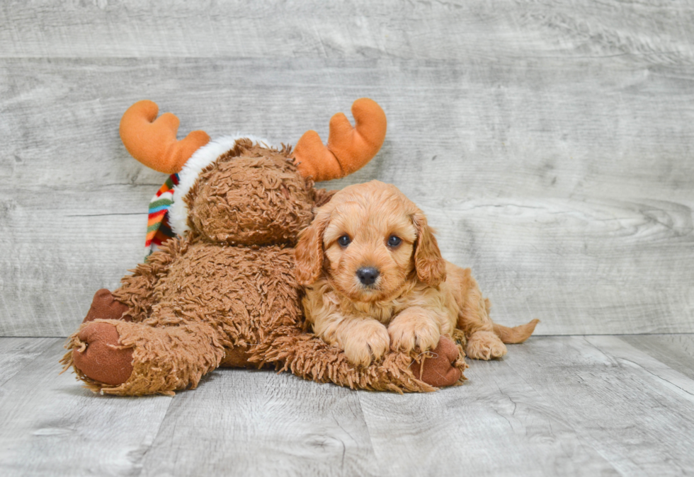 Cavapoo Puppy for Adoption